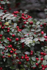 A detailed image of a bush adorned with bright red berries against a backdrop of dark green foliage, highlighting the contrast between the vibrant fruits and the deep green leaves