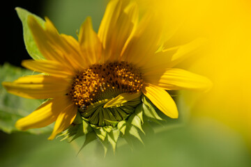 Close up em um girassol com algumas petalas ainda dobradas.