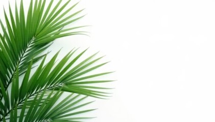 Fototapeta premium Minimalist background of white and isolated coconut plam leaves, palm leaf, minimalist, flora