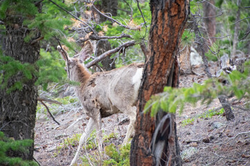 Deer in the forest early spring
