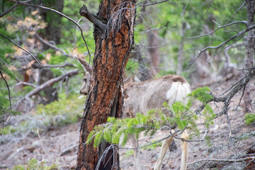 Deer in the forest early spring