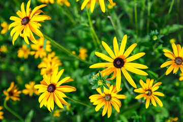 Yellow rudbeckia fulgida wildflowers meadow with dark centers stand in vivid contrast against lush green background. Natural wildflowers floral spring background