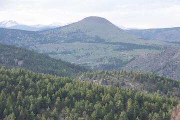 Fototapeta premium Colorado pine forest