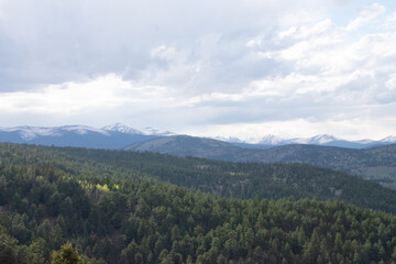 Colorado pine forest