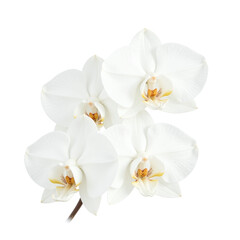 Closeup image of a cluster of white orchids against a cutout background.