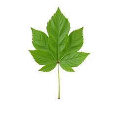 Fototapeta premium Close-up image of a single, vibrant green leaf isolated on a cut out background.