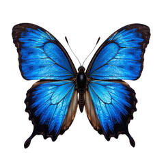 Close-up of a vibrant blue morpho butterfly against a cut out background.