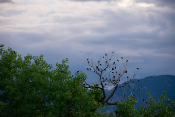 birds in a bare tree