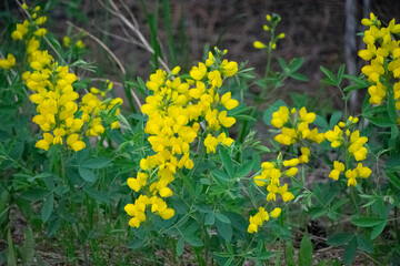 Mountain Goldenbanner hillside colorado