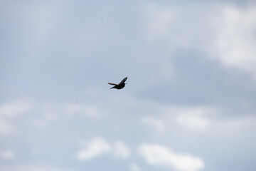 Hummingbird dancing in the sky early spring