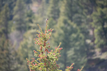 Hummingbird perched atop a pine tree 