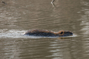 Fototapeta premium A nutria swimming in the water