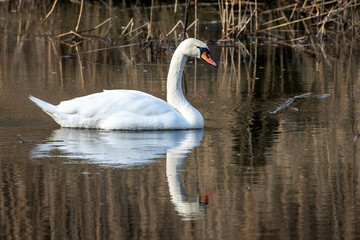 a swan in the water with reed in the background