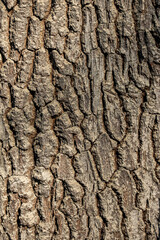 Rinde von einem Baum