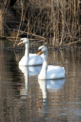 two swans in the water with reed in the background