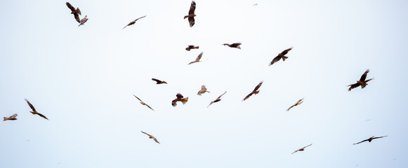 Eagle in flight on a white background. Golden eagle in free flight.