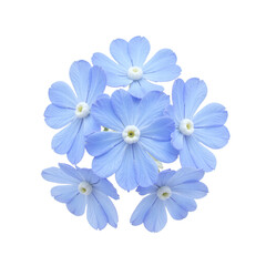 Close-up of a bouquet of light blue flowers with white centers, isolated on a cut out background.
