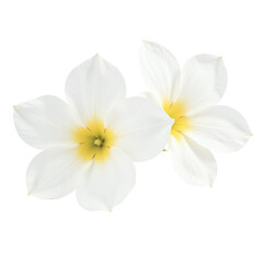 Fototapeta premium Two delicate white flowers with yellow centers, isolated on a cut out background.