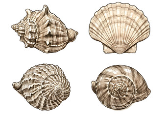 Obraz premium Drawings of different seashells on a white background, each with distinct textures