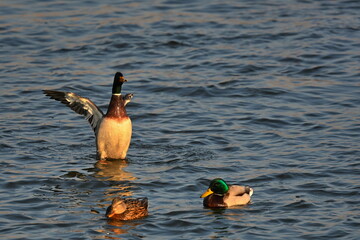 Ptactwo. Przeloty, przegrupowania czasie przedwiośnia na rzece Wiśle okolice Bydgoszczy. © grzegorz