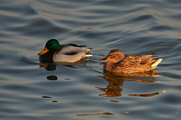 Ptactwo. Przeloty, przegrupowania czasie przedwiośnia na rzece Wiśle okolice Bydgoszczy. © grzegorz
