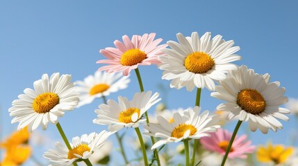 Fototapeta premium Blossoming Daisies Against a Clear Sky. Possible use Nature photography
