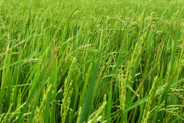 rice plants in rural Indonesia
