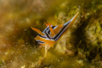 Sea Slug in the Red Sea Colorful and beautiful, Eilat Israel
