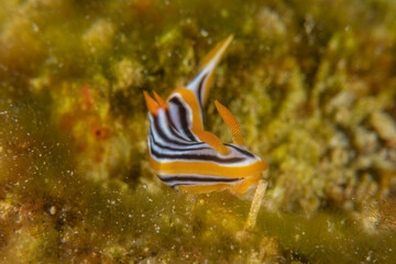 Sea Slug in the Red Sea Colorful and beautiful, Eilat Israel
