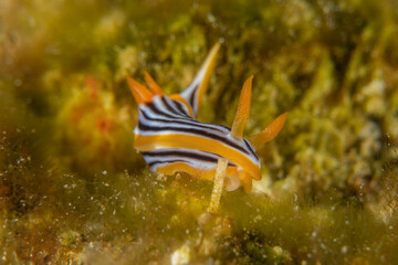 Sea Slug in the Red Sea Colorful and beautiful, Eilat Israel
