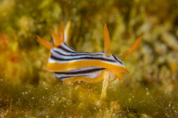 Sea Slug in the Red Sea Colorful and beautiful, Eilat Israel

