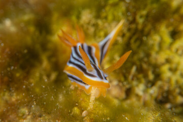 Sea Slug in the Red Sea Colorful and beautiful, Eilat Israel
