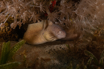 Moray eel Mooray lycodontis undulatus in the Red Sea, Eilat Israel
