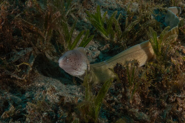 Moray eel Mooray lycodontis undulatus in the Red Sea, Eilat Israel
