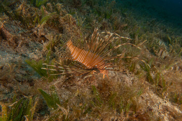 Lion-fish (Pterois miles) in the Red Sea colorful fish, Eilat Israel
