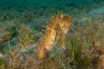 Sea Horse in the Red Sea Colorful and beautiful, Eilat Israel
