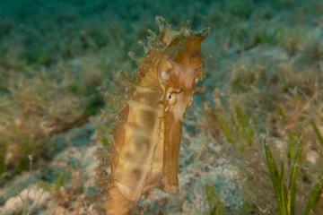 Sea Horse in the Red Sea Colorful and beautiful, Eilat Israel
