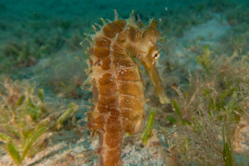 Sea Horse in the Red Sea Colorful and beautiful, Eilat Israel

