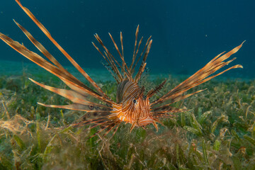 Lion-fish (Pterois miles) in the Red Sea colorful fish, Eilat Israel
