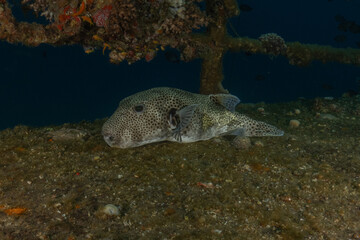 Fish swimming in the Red Sea, colorful fish, Eilat Israel
