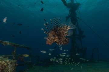 Lion-fish (Pterois miles) in the Red Sea colorful fish, Eilat Israel
