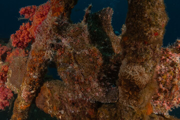 Fish swimming in the Red Sea, colorful fish, Eilat Israel
