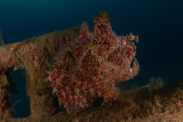 Fish swimming in the Red Sea, colorful fish, Eilat Israel
