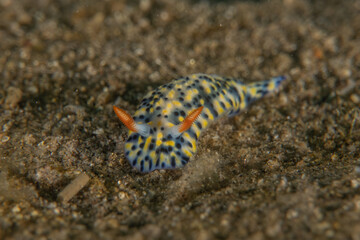 Sea Slug in the Red Sea Colorful and beautiful, Eilat Israel
