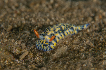 Sea Slug in the Red Sea Colorful and beautiful, Eilat Israel
