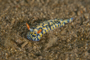 Sea Slug in the Red Sea Colorful and beautiful, Eilat Israel
