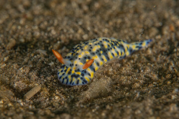 Sea Slug in the Red Sea Colorful and beautiful, Eilat Israel
