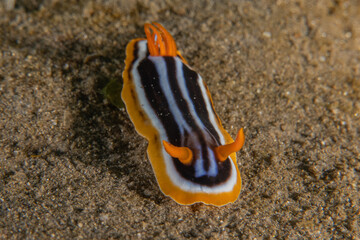 Sea Slug in the Red Sea Colorful and beautiful, Eilat Israel
