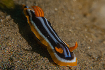 Sea Slug in the Red Sea Colorful and beautiful, Eilat Israel
