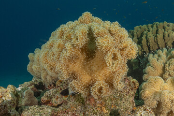 Coral reef and water plants in the Red Sea, Eilat Israel
